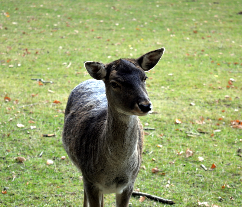 young animal, close, ricke, jump, fawn, green color, plant, standing, ruminant, animal wildlife, fallow deer, attention, scheu, roe deer, herbivorous, graze