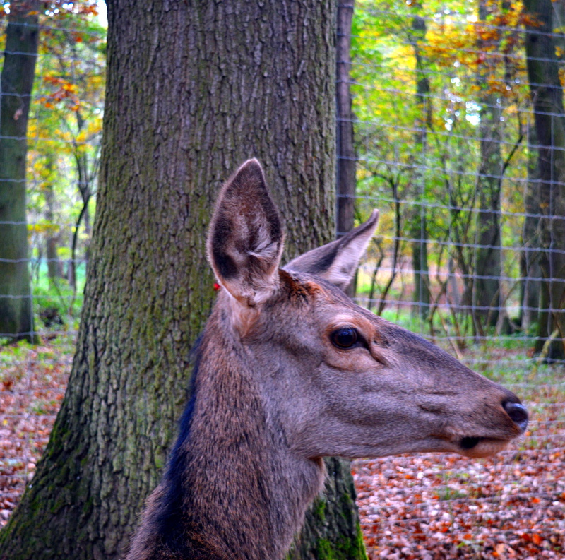 animal head, tree, roe deer, nature, mammal, outdoors, no people, ricke, animal, close, herbivorous, scheu, capreolus capreolus, animals in the wild, attention