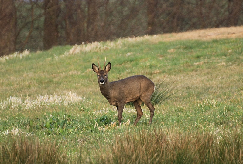 herbivorous, landscape, grass, field, antler, land, side view, capreolus capreoluswild, animals, meadow, looking at camera, animal themes, animals in the wild