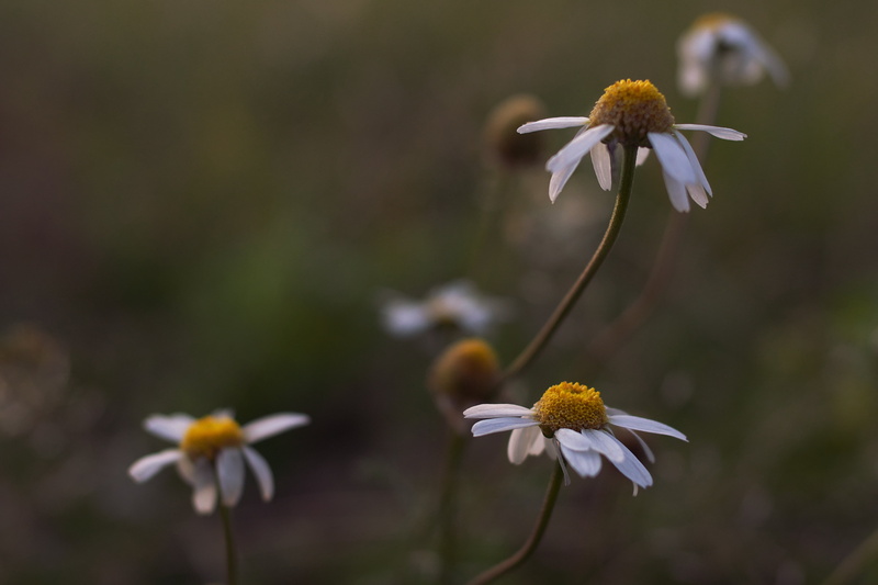 nature, daisy, white, springtime, beauty In Nature, Blumen, DOF, Voigtländer, outdoors, plant, up, Wiese, summer, 4K, white daisy, Leucanthemum vulgare