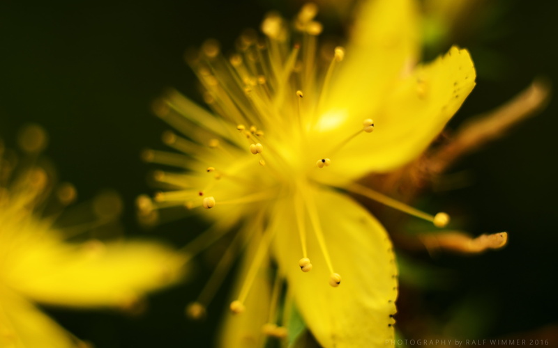 time, Lumix GX7, bokeh, Hypericum  perforatum, Macro, plant, vintage, close-up, Elmarit, hypericum, DOF, day, summer, Hypericum perforatum, yellow, flower