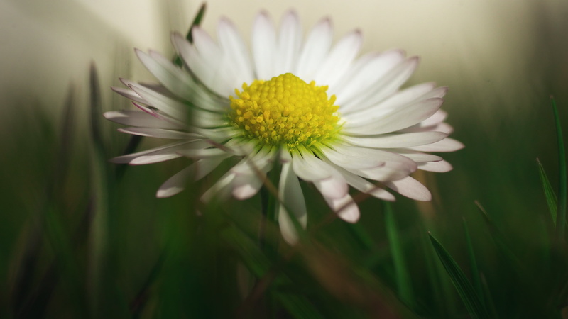 freshness, petaled, nature, Elmarit, white, flower, meadow, Makro, plant, Lumix GX7, outdoors, grass, yellow, summer, beauty In Nature, Bellis  perennis
