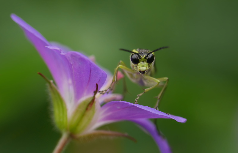 purple flower, nature, insect, Sawfly, Tenthredo mesomela, flower, perched, GX7, macro photography, black, green Color, green, close-up, summer, bei, commune