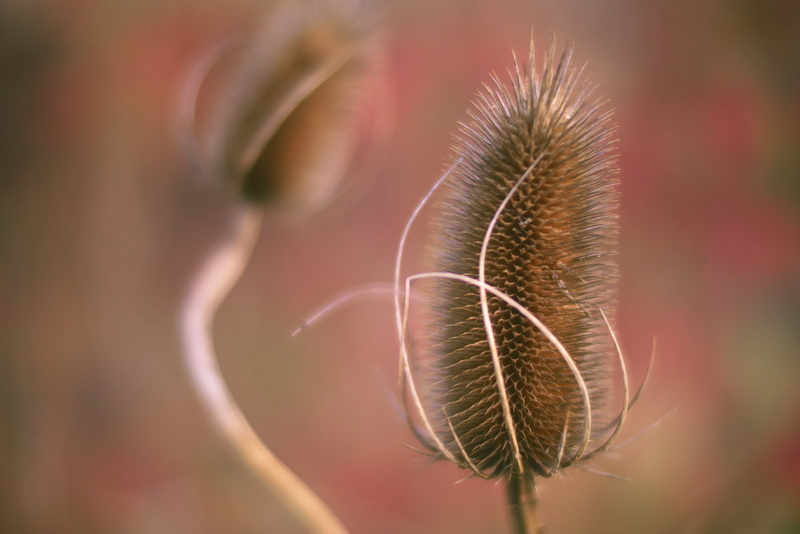 Voigtländer, Natur, brown, macro, close-up, ganz, nature, Lumix GX7, plant, summer, 4K, Frucht, Karde, ich, flower, 25mm, depth of field, DOF