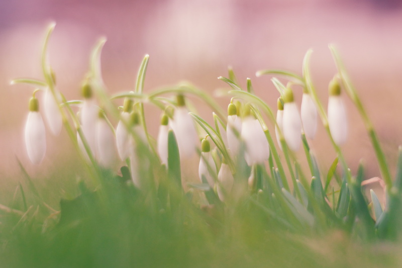 springtime, bloom, flower, Coating, Makro, grass, daytime, plant, season, Blume, close-up, Pentacon, MFT, Galanthus  nivalis, Lumix GX7, summer, Galanthus nivalis