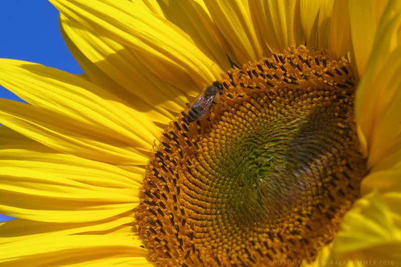 Helianthus, Macro, gelb, agriculture, flower, plant, yellow, close up, nature, sunflower, outdoors, photo, seed, close-up, 4K, 60mm, annus, close, bee