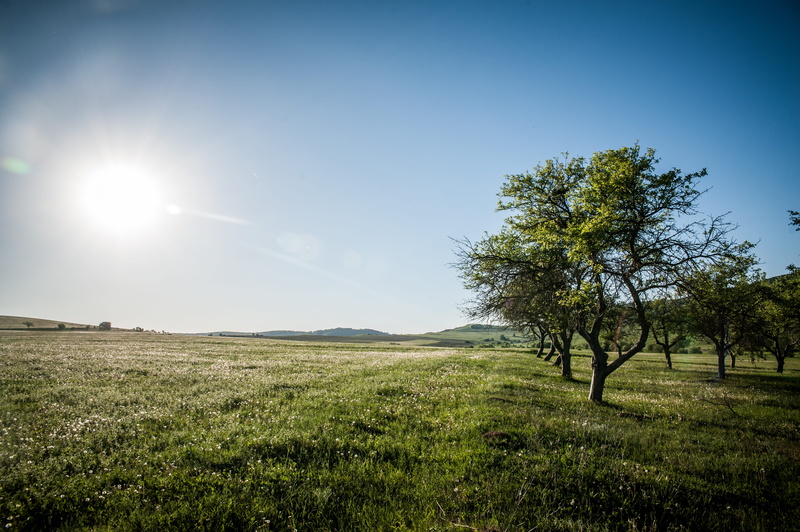 scenics - nature, clear sky, brightly lit, nature, landscape, land, tranquil scene, tranquility, non-urban scene, fields, field, growth, grass, viscri