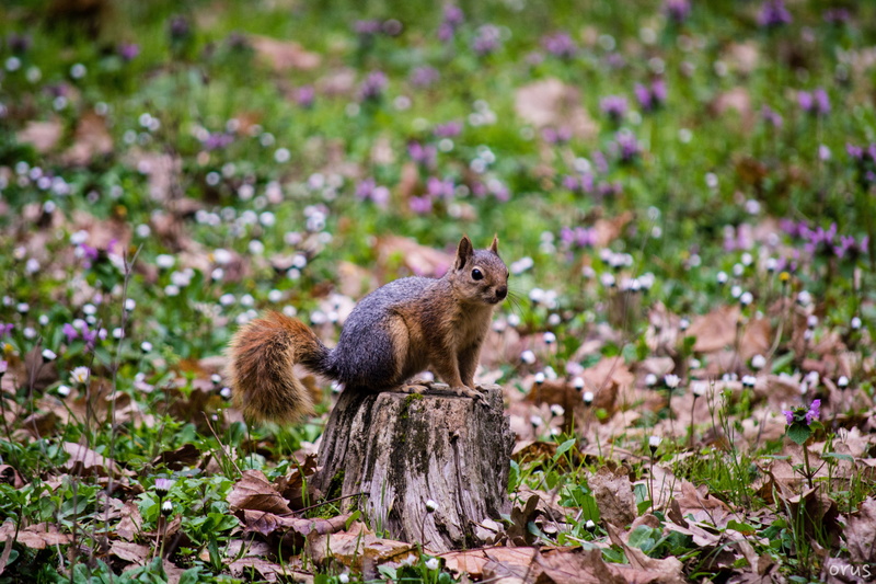 tail, 5K, seasons, photo, rodent, near, explore, cut, tree, animal, squirrel, nature, close, tree trunk, emirgan, cute, purple, mammal, brown, d7100, fur