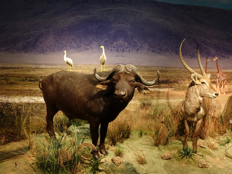 animal, wildlife, exhibition, specimen, domestic, group of animals, outdoors, museum, vertebrate, nature, mammal, plant, 4K, land, animal wildlife, yellow cattle