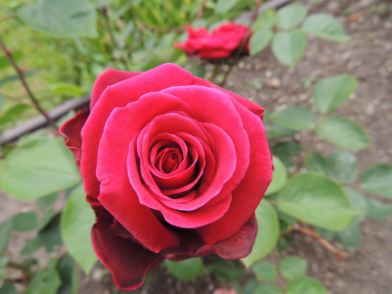 no people, beauty in nature, fragility, photo, flower head, 4K, rose, freshness, rose - flower, petal, focus on foreground, red, flowering plant, focus
