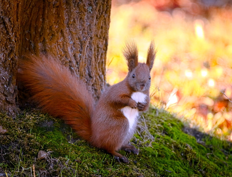 fur, rodent, cute, wildlife, Wiewiórka, Eurasian red squirrel, fluffy, brown, mammal, beside, white squirrel, forest, animal, animals In The Wild, outdoors