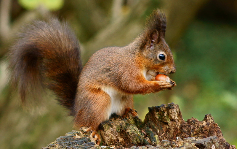 Isle, nature, eating, cute, wildlife, Alverstone  Mead, outdoors, selective, Red  Squirrel, fur, tree, 720P, focus, forest, mammal, Wight, selective focus