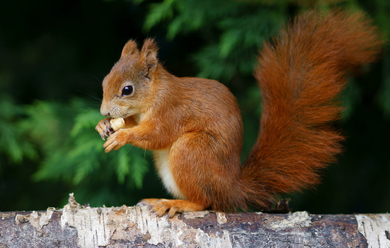 Anthony  brown, tree, mammal, wildlife, cute, outdoors, centre, animal, red  squirrel, nature, sciurus  vulgaris, forest, squirrel, brown, british, peter
