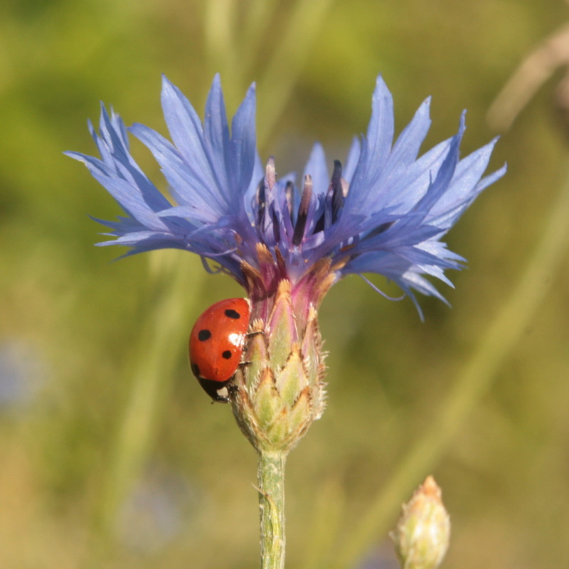 springtime, Cyanus, shallow, ladybird, Fabulous, cornflower, close-up, focus, summer, plant, Flower, purple, beauty In Nature, Flor, macro, Corn, Petal