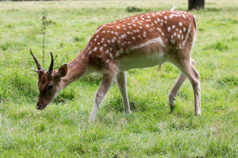 deer, animal wildlife, 5K, nature, animal themes, mammal, grazing, glade, herbivorous, vertebrate, day, young animals, land, meadow, animals in the wild