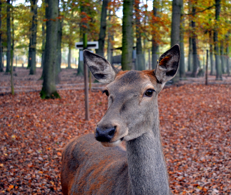 Wild, focus on foreground, Roe Deer, Close, female, attention, animal, capreolus capreolus, jump, mammal, ruminant, wildlife, land, ricke, day, autumn