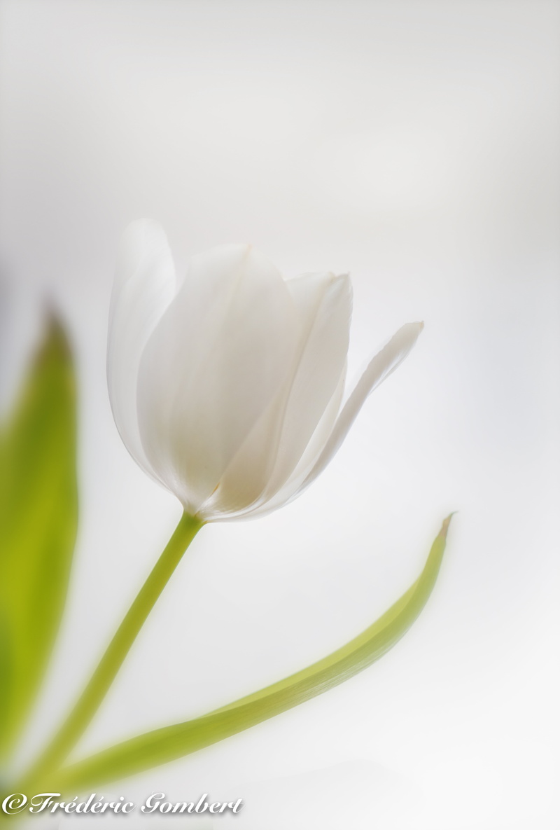 light, petal, nikon  d800, color, nature, macro, 5K, solo, green, white flower, flower, Snow white, plant, white  flower, tulip, bunch, white, flowers