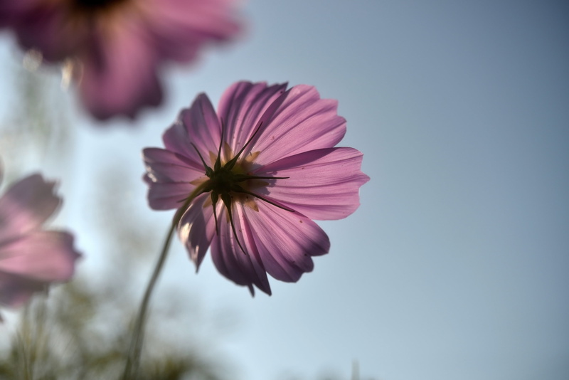 BackLight, cosmos Flower, summer, Digital, 4K, Nikon D800, Nikon  D800, flower, selective focus, focus, photography, plant, purple, petaled, close-up