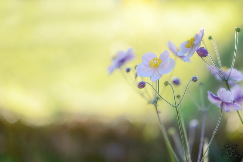 nature, nikon  d800, flowers, plant, Flower Power, 720P, white, F 1.4, summer, flower, Nikkor, beauty In Nature, springtime, meadow, outdoors, garden
