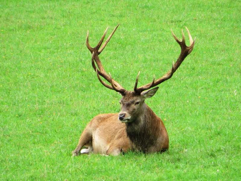 one animal, horned, green color, plant, field, grass, mammal, ten-horns, antler, animal, outdoors, nature, deer, animal wildlife, animal head, vertebrate