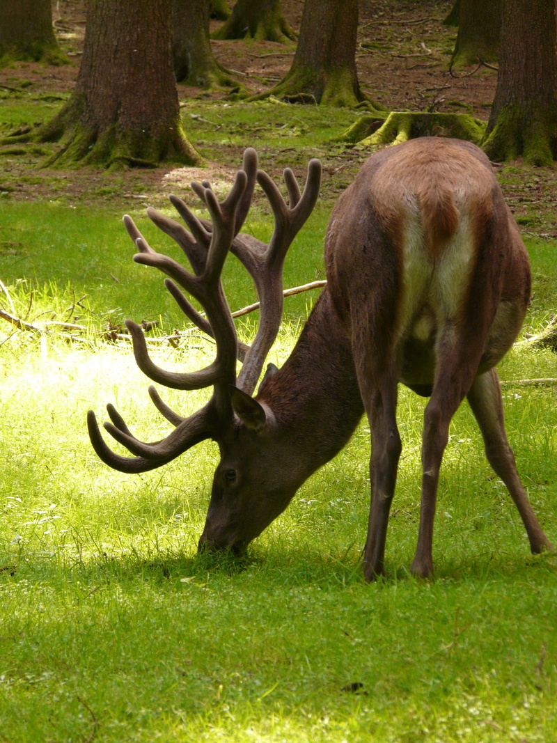 cervus elaphus, graze, hirsch, vertebrate, cervidae, outdoors, day, real deer, mammal, grass, antler carrier, domestic animals, grazing, field, green color