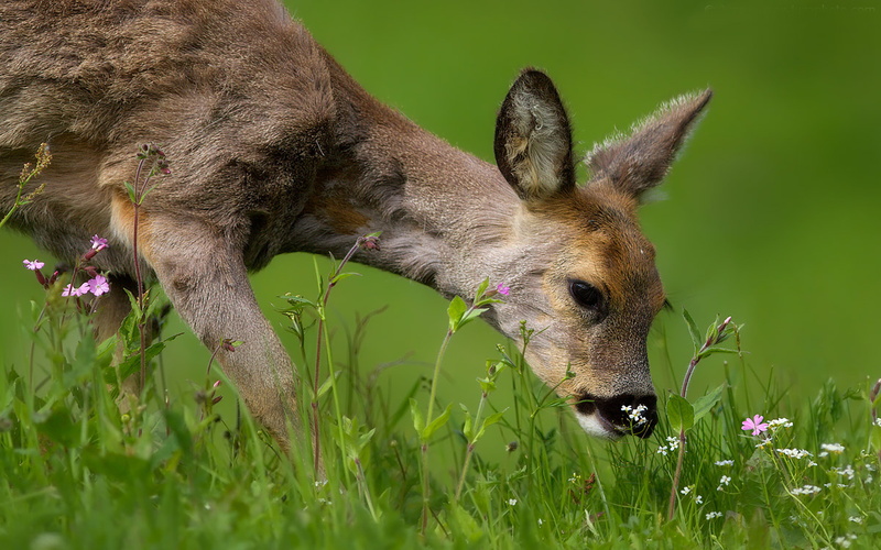 hd, animal head, animal themes, pets, one animal, 4K, growth, herbivorous, land, deer, red, outdoors, vertebrate, cervus, grass, day, no people