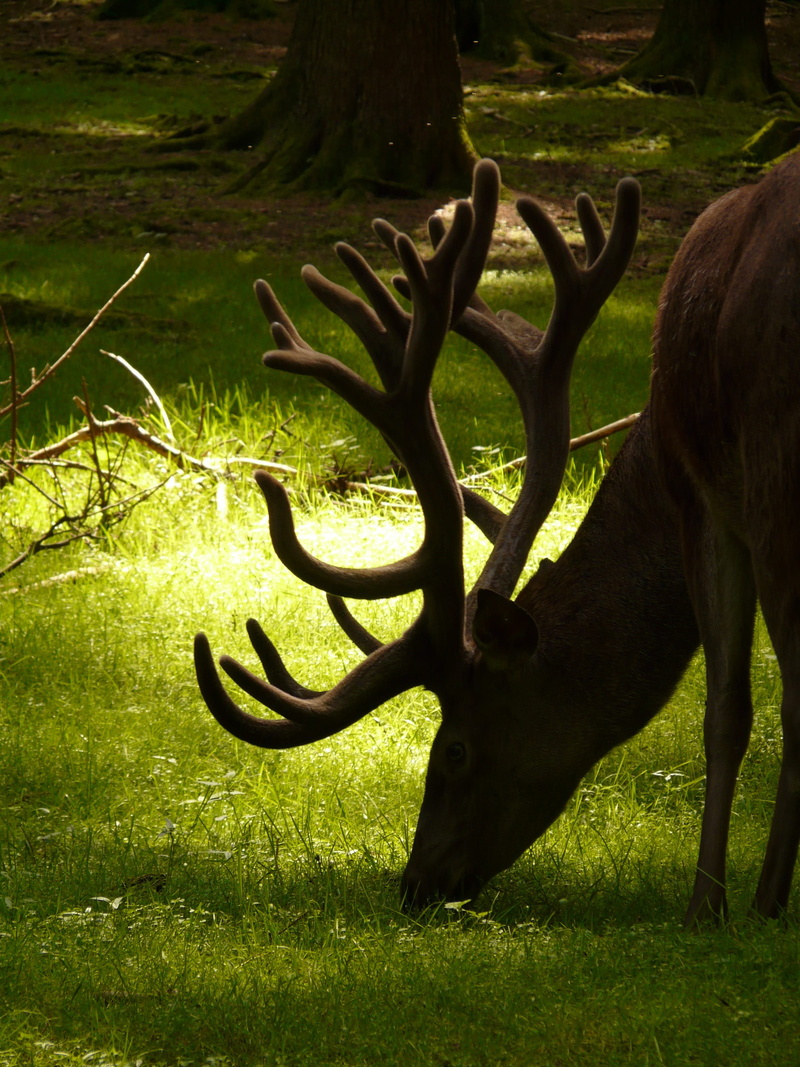 horned, antler carrier, green color, Graze, artiodactyla, animal head, day, animal themes, wildlife, field, meadow, mammal, food, 2K, photography, land