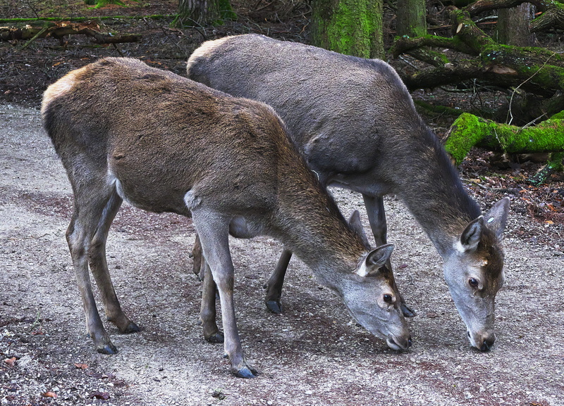 animals in the wild, wild animal, field, day, deer, forest biotope, vertebrate, animal, wildlife photography, group of animals, pets, cervus elaphus, 4K