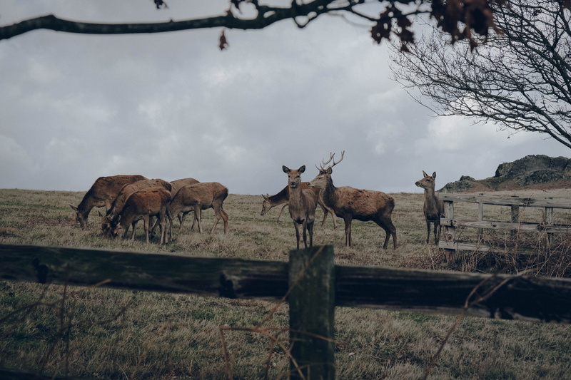 animal wildlife, herbivorous, elephant, sky, vertebrate, group of animals, tree, bull, park, land, plant, mammal, wildlife, herd, grass, bongo, cervus elaphus