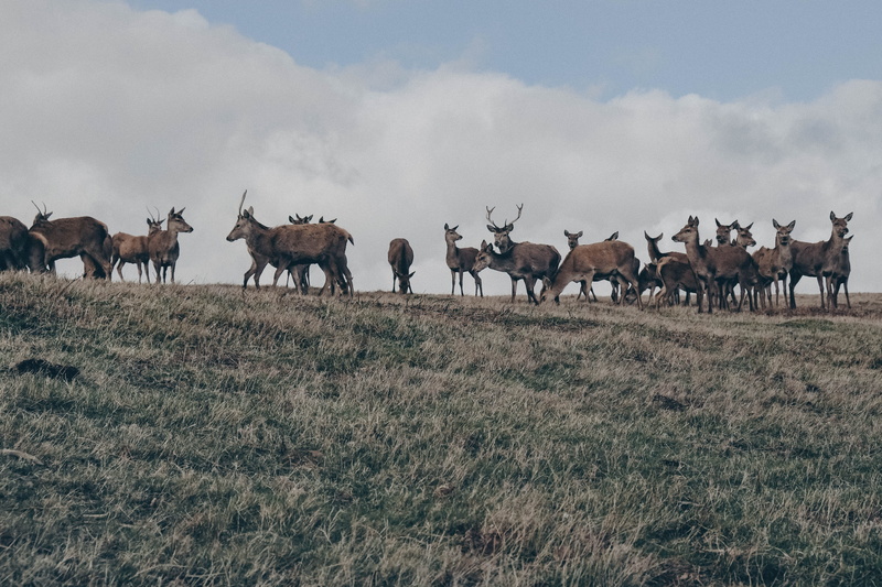 herbivorous, mammal, impala, cattle, animals in the wild, wildlife, animal, slope, elk, vertebrate, 4K, outdoors, cervus elaphus, horse, plant, large group of animals