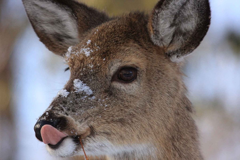 mammal, animal themes, 720P, elaphus, animal mouth, deers, fawn, portrait, focus on foreground, animals in the wild, domestic animals, profile view, herbivorous