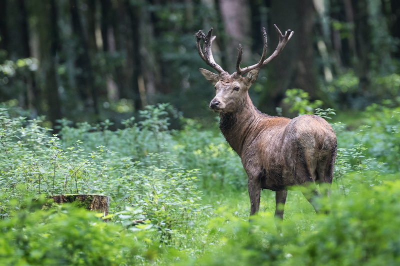1080P, antler, Red Deer, forest, grass, outdoors, animals In The Wild, red, Wildpark, animal, plants, Stag, brown, Wildlife Park, nature, Hirsch, wildlife