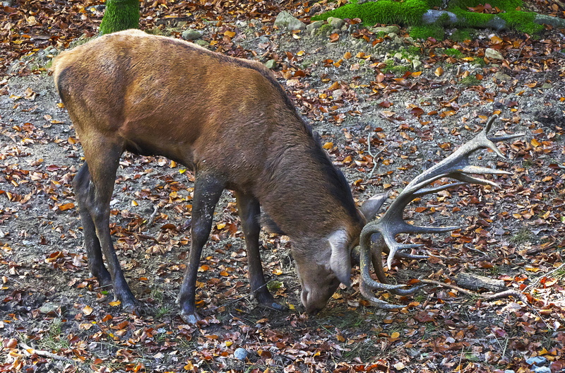 pets, animal wildlife, field, domestic, cervus elaphus, herbivorous, brown, land, forest, wild animal, one animal, animals in the wild, freilebend, vertebrate