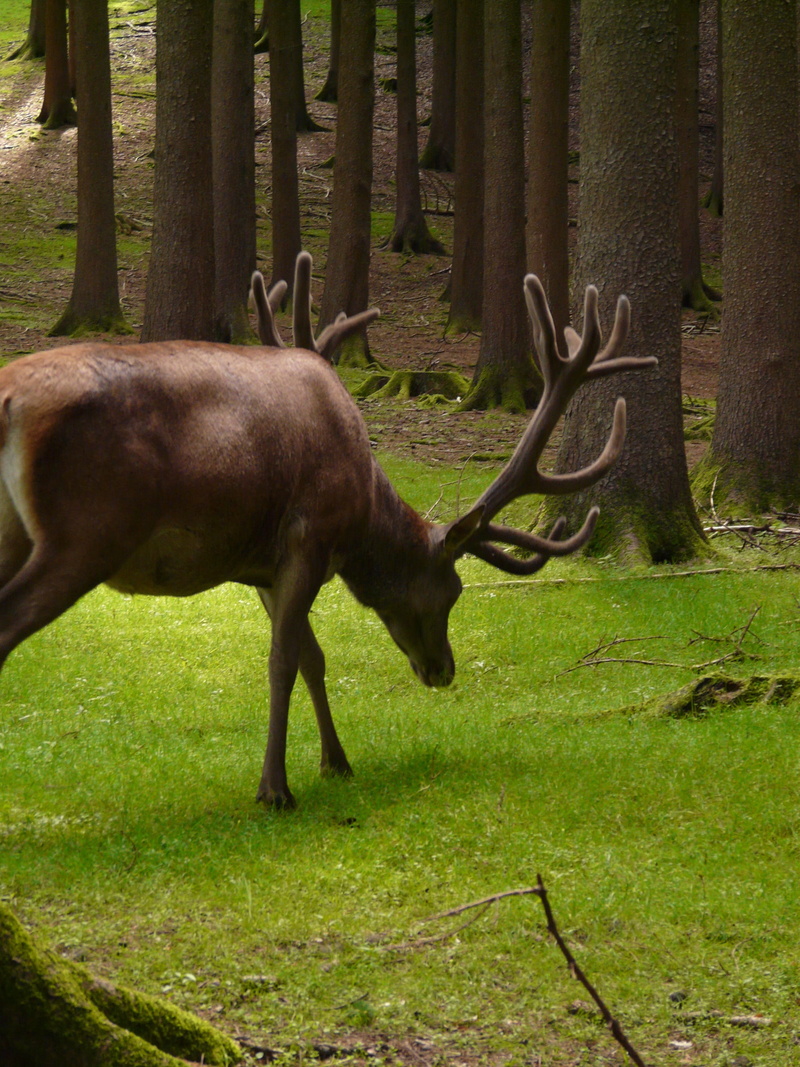 hirsch, red deer, graze, 2K, animals in the wild, antler, vertebrate, one animal, day, paarhufer, cervidae, herbivorous, nature, grass, outdoors, field