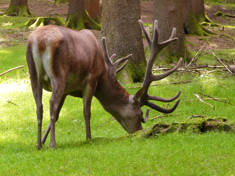 one animal, food, antler carrier, plant, Graze, Animal, meadow, mammal, herbivorous, Antler, field, outdoors, animals in the wild, cervus elaphus, Red Deer