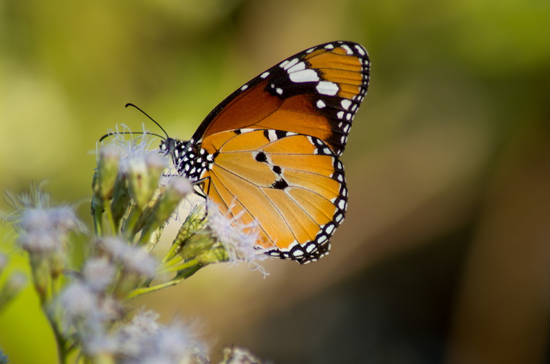 close, outdoor, insect, Nature, black and brown, D3200, Nikon, 5K, Bokeh, AF, Tiger, brown, Butterfly, Macro, black, close up, Di, animal, photo, TAMRON
