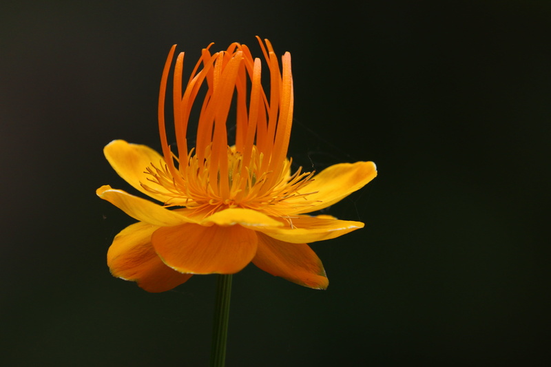 explored, USM, bloom, TC, Colors, summertime, Dream, phantasy, Fantastic, exposure, orange, yellow, flickr, nice, warm colours, blossom, portrait, flora