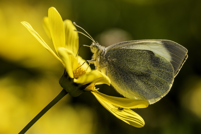 de, Teleconverter, yellow, Jaén, flower, butterfly - Insect, flora, butterfly, summer, nature, insect, Cabbage Butterfly, daytime, animal, fotografia, fotografía