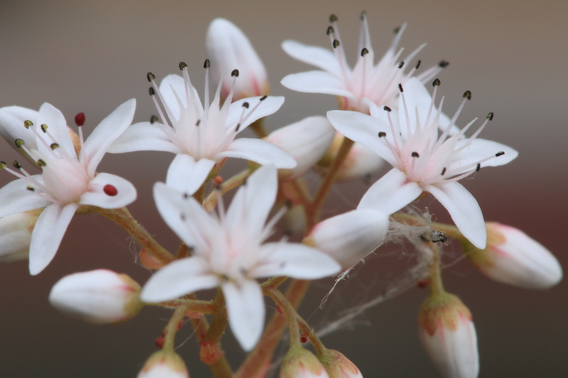 Teleconverter, Landschaftspark, blossom, Dreams, APO, HSM, beauty In Nature, white, Canon EOS 6D, Berlin Lichtenberg, Blume, flowers, SIGMA, 2x, focus