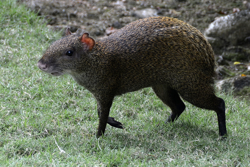 field, land, animal wildlife, mammal, herbivorous, agouti, green, no people, creature, green grass, one animal, nature, 5K, sharp teeth, animal, animals in the wild