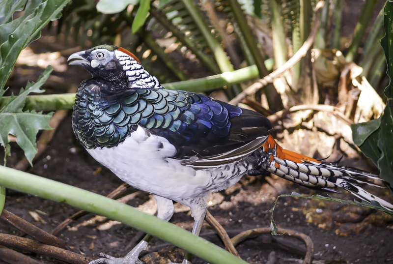 daytime, near, green leaf, leaf, white, black, nature, amherst, beak, feathered, 4K, Lady Amhersts Pheasant, plant, bird, animal, feather, pheasant, green