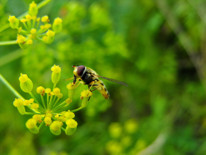 green Color, nature, Fly, Niedersachsen, plant, macro, close-up, gelb, Hoverfly, 2K, bee, Nordenham, insect, pollen, Flower, Deutschland, perched, Germany