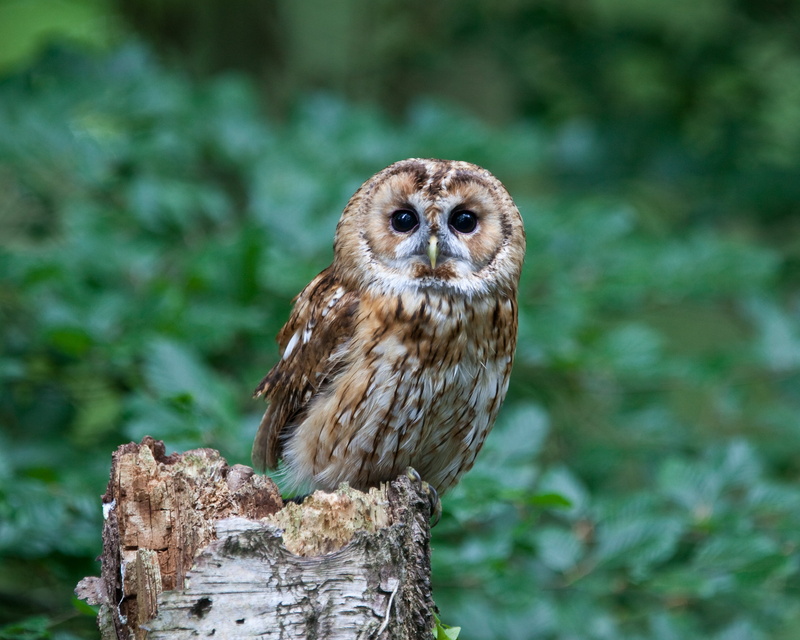 bird of Prey, brown  owl, feather, photo, animals Hunting, animals In The Wild, wildlife, beak, carnivore, 2K, owl, forest, selective, bird, nature, animal Eye