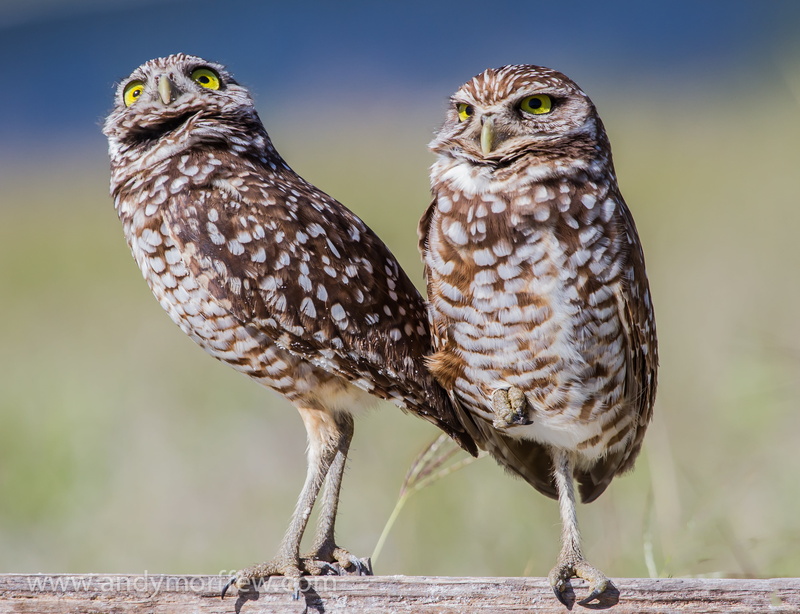 feather, animal, bird, 4K, two, Marco Island  Florida, Owls, close up, animals In The Wild, photo, wildlife, carnivore, birds, looking, Ryder Cup, owl