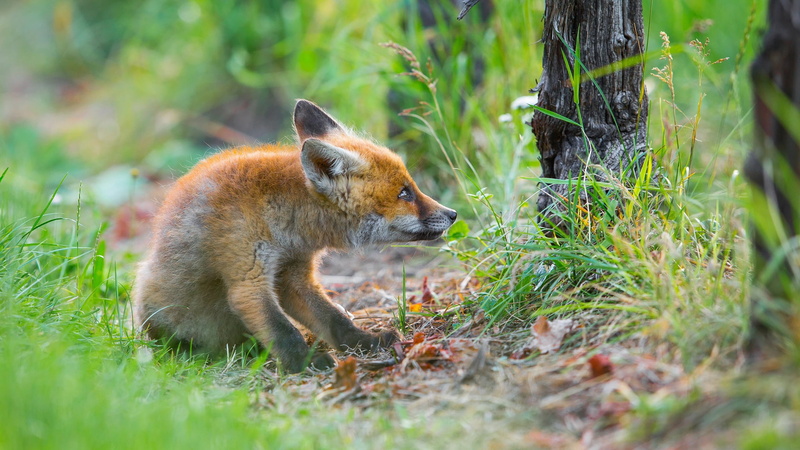 vertebrate, animals, animal wildlife, day, stealth, canine, selective focus, land, 1080P, animal, no people, animals in the wild, fox, animal themes, plant