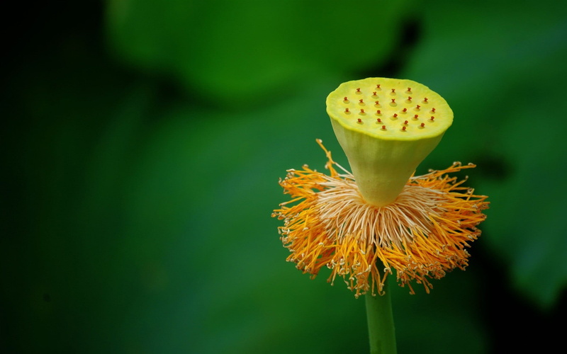 petal, green color, bees, focus on foreground, freshness, yellow, flowering plant, 1080P, flower, lotus water lily, plant, nature, growth, insect, pollen