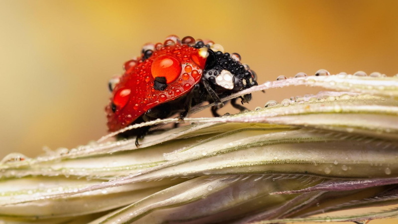 drops, ladybugs, animals, beautiful, insects, ladybug, 1080P, dew