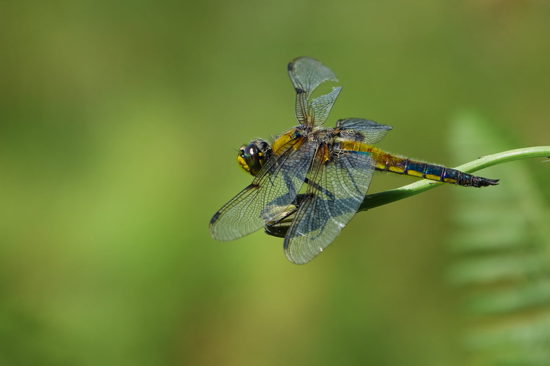 DSC-RX10, III, close-up, 1080P, animals, summer, beige, dragonfly, animal, insect, wildlife, Sony RX10, stem, nature, green, animal Wing, macro, beauty In Nature