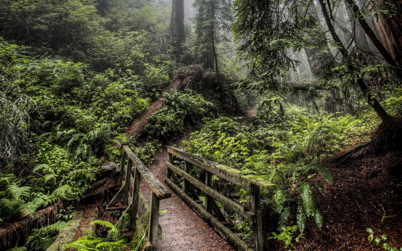 wood - material, outdoors, land, connection, plant, tree, green color, no people, 1080P, unbelievably beautiful pictures nature 1920x1200, woodland, lush foliage