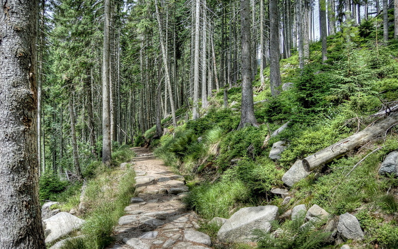 unbelievably beautiful pictures nature 1920x1200, day, coniferous tree, scenics - nature, trail, tree, plant, woodland, the way forward, 1080P, forest